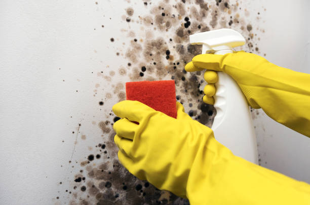 Best Residential Mold Remediation in Saegertown, PA