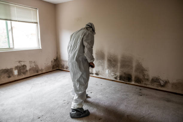 Best Emergency Mold Remediation in Saegertown, PA